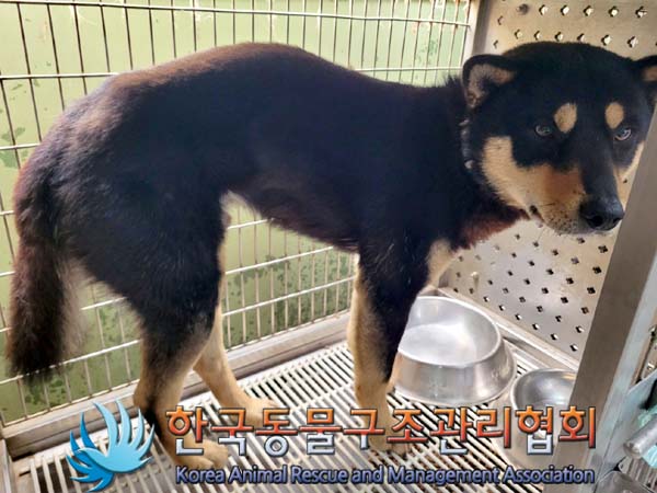 한국동물구조관리협회_441406202400585
